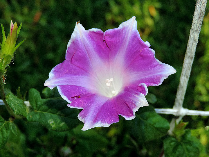 DSCN8392