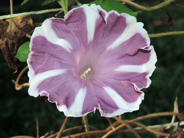 DSCN8417