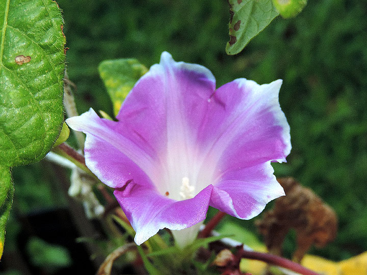 DSCN8481
