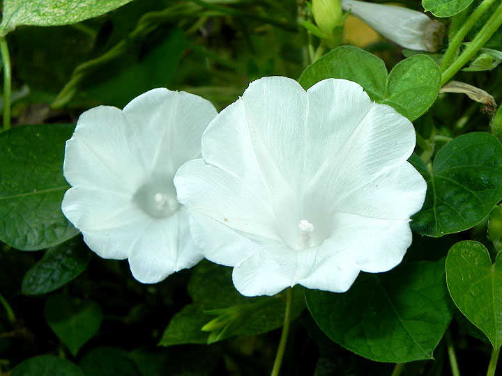 DSCN8648