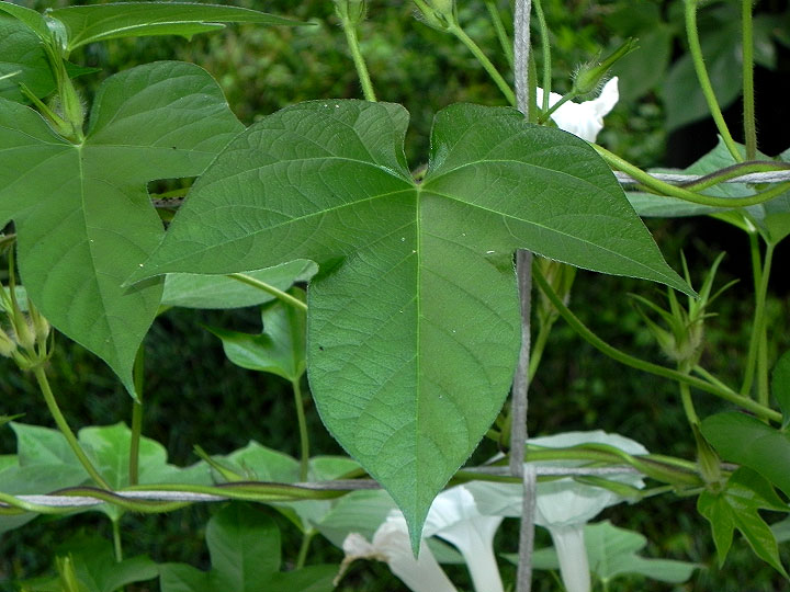4-DSCN0335