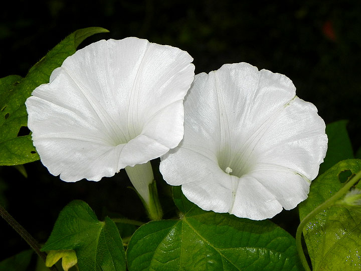 5-DSCN1351