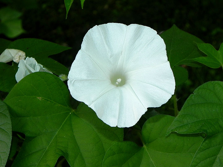 DSCN1460