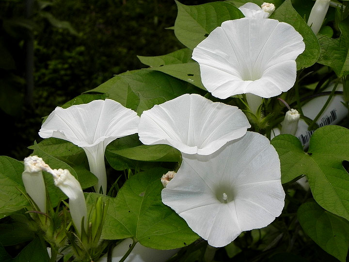 DSCN2766