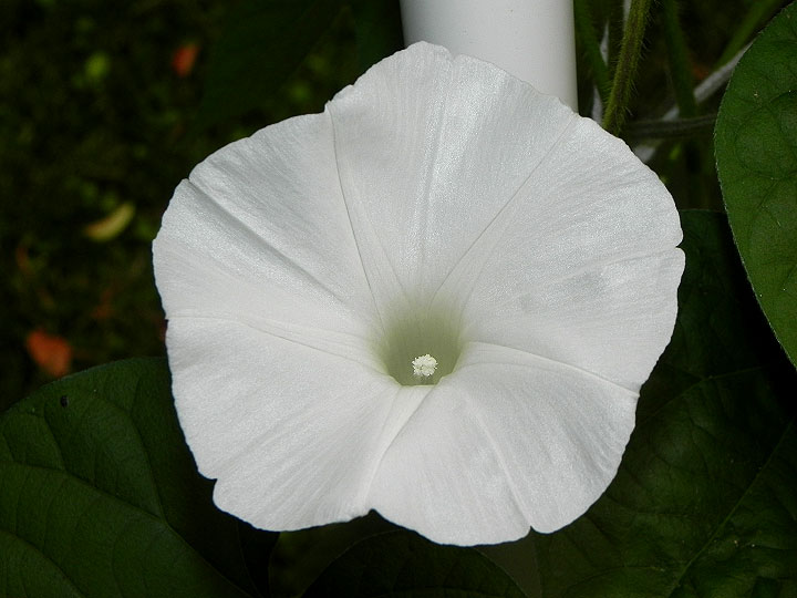 DSCN9331