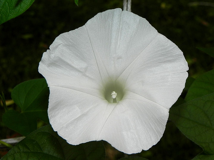 DSCN9332
