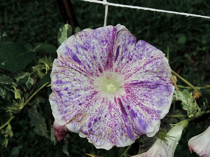 1DSCN4119