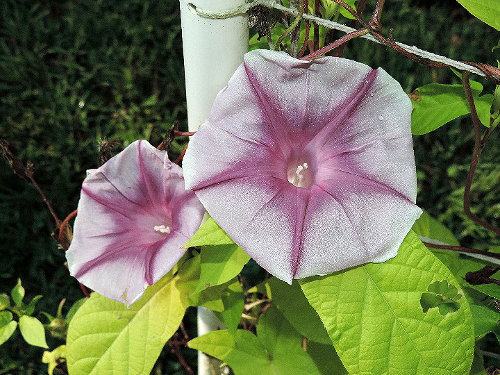 2DSCN0427