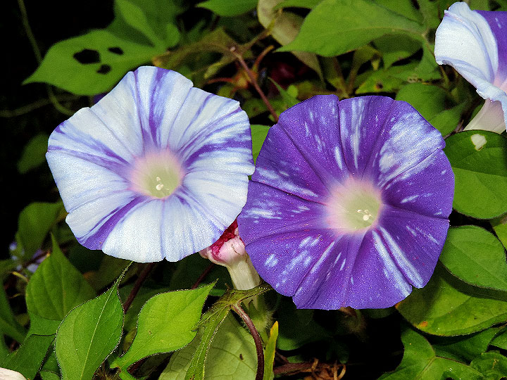 2DSCN0903