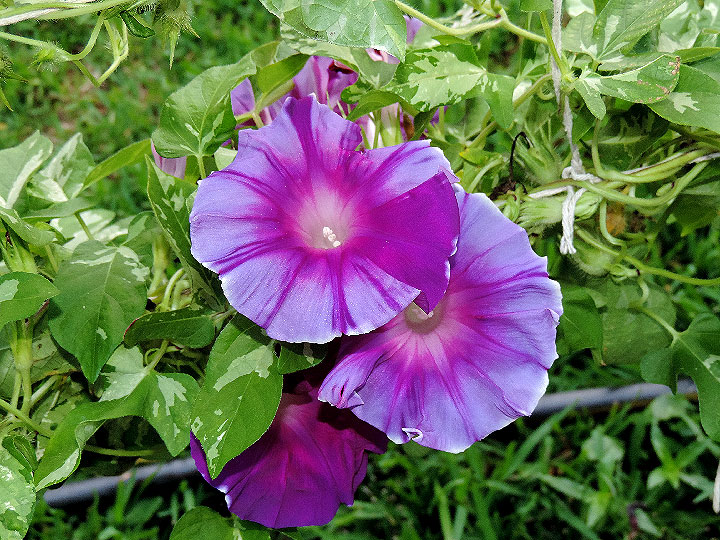 2DSCN5858