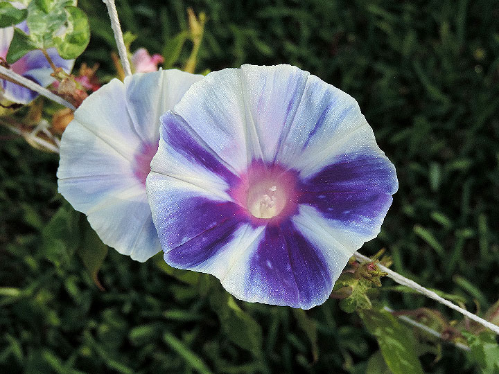 2DSCN6043