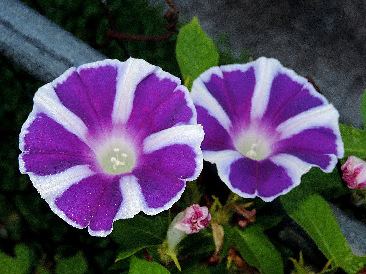 2DSCN6615