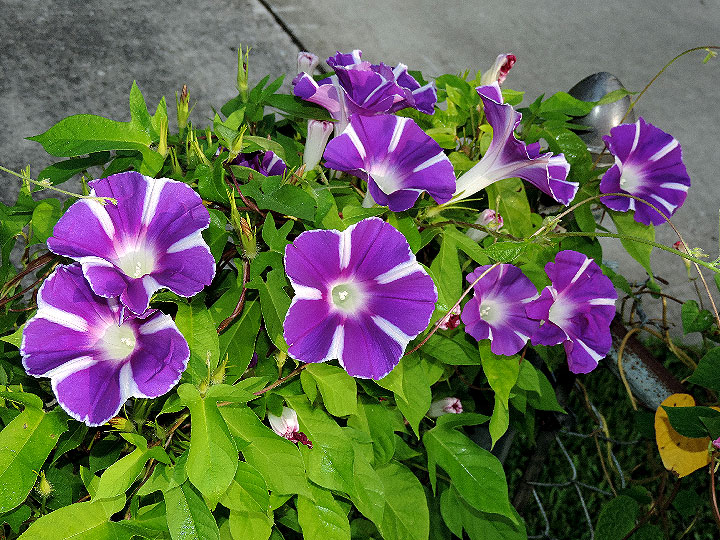 2DSCN8802