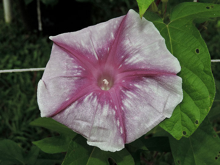 3DSCN1132