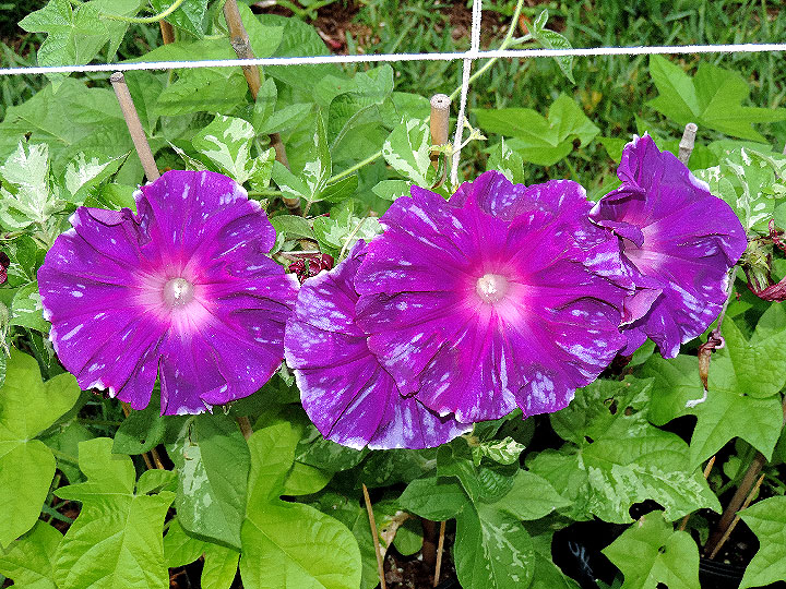 3DSCN3462