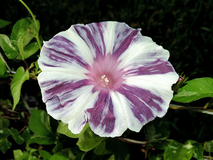 3DSCN8311