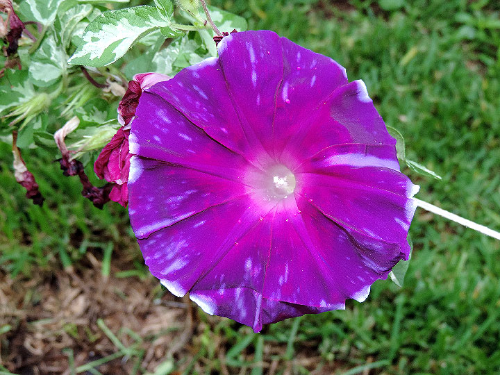 5DSCN4010