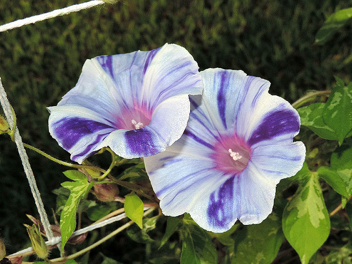 5DSCN8841_01
