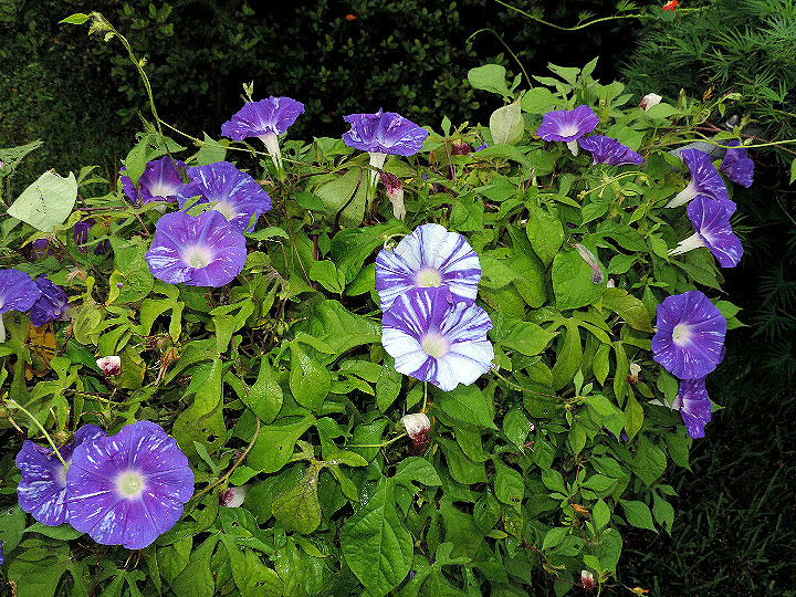 6DSCN0786