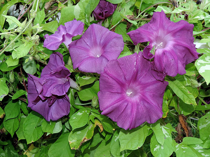 6DSCN0948