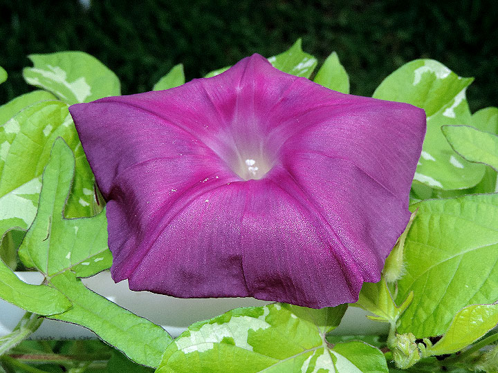 6DSCN7465