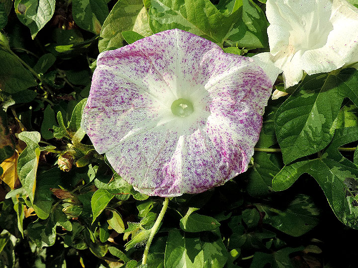 DSCN0013