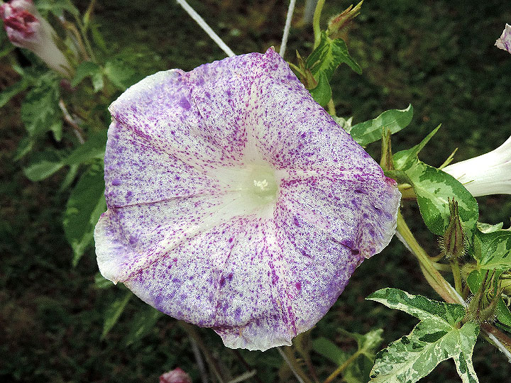 DSCN0206