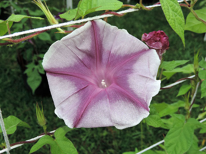 DSCN0335