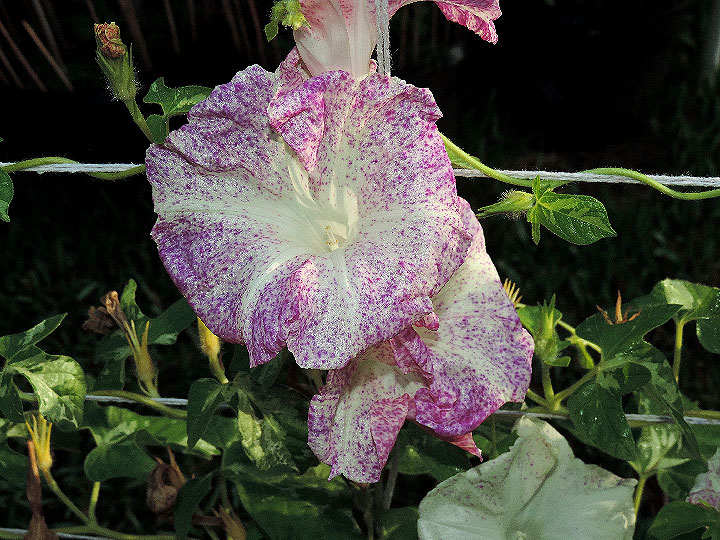 DSCN0414