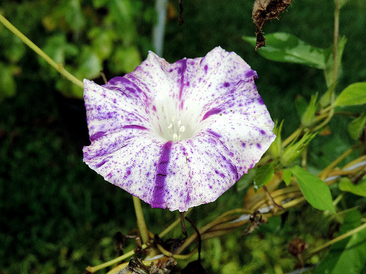 DSCN0435