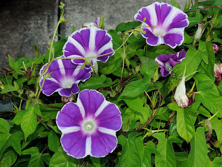 DSCN0480