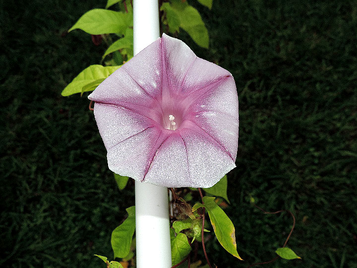 DSCN0838