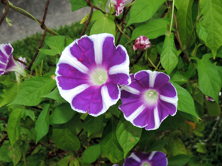 DSCN0892