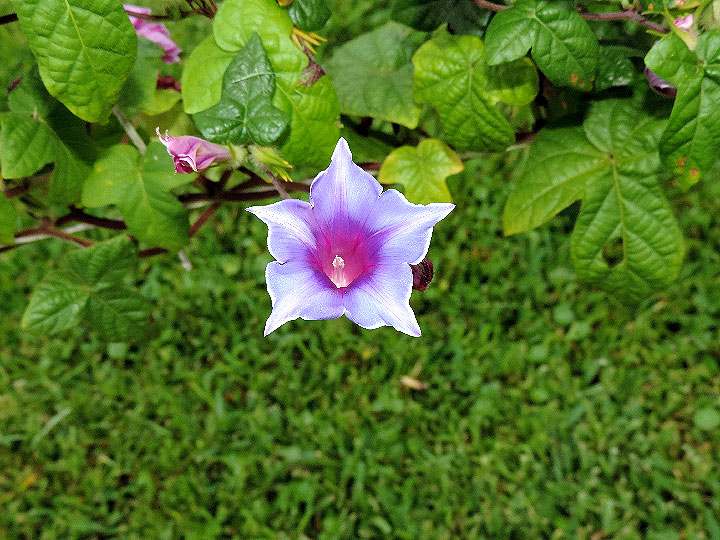 DSCN0910