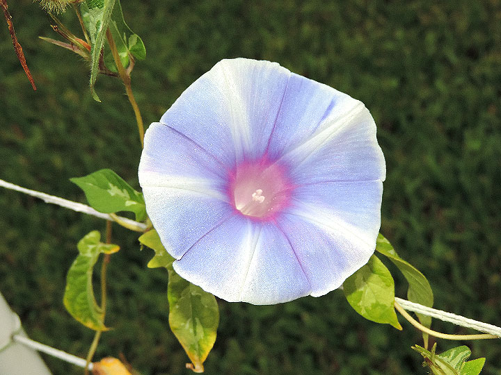 DSCN0925