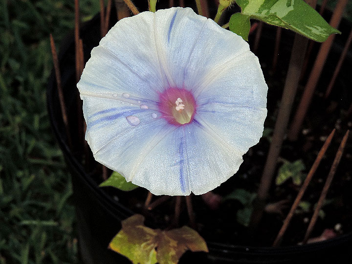 DSCN0975