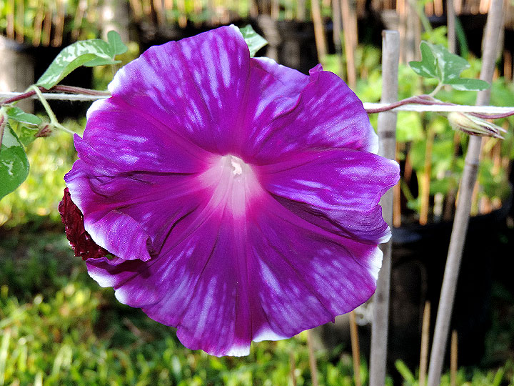 DSCN0984