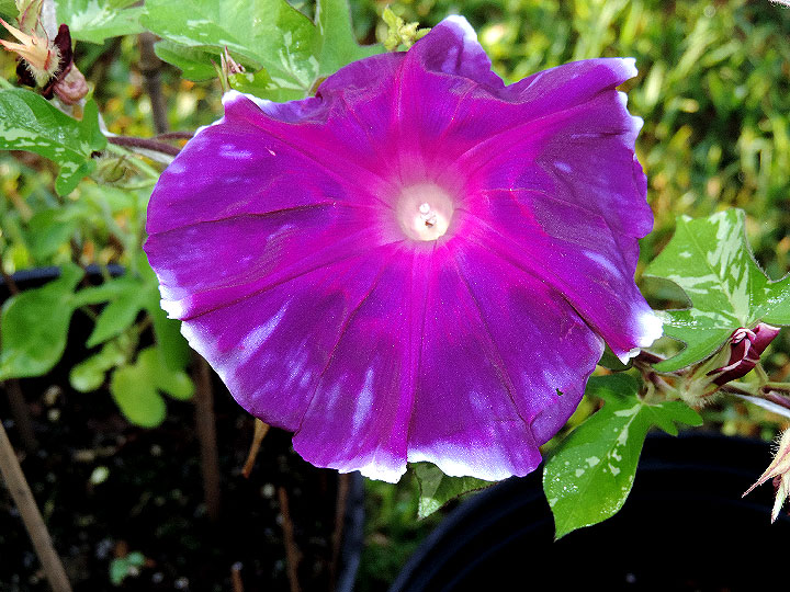 DSCN0985