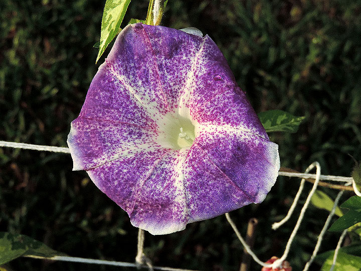 DSCN1003