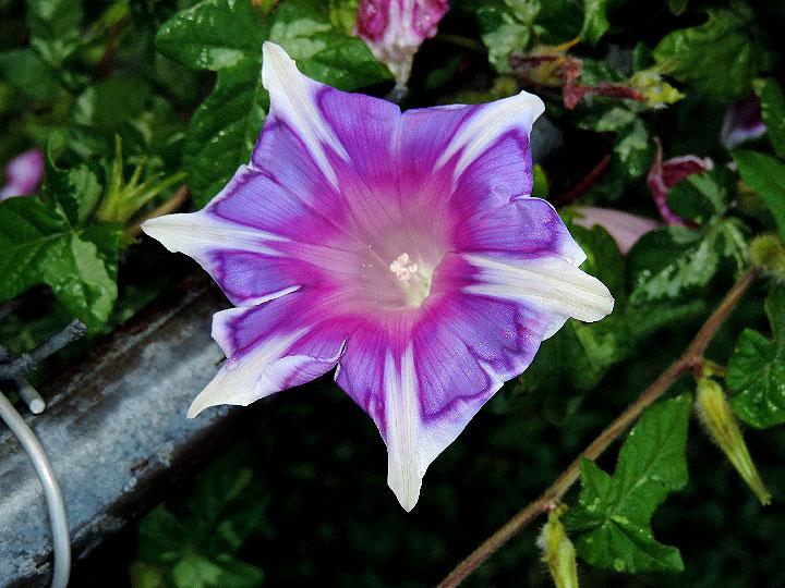 DSCN1036