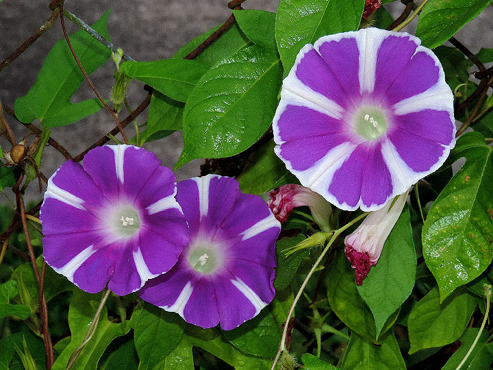 DSCN1131