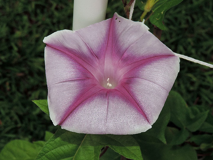 DSCN1133
