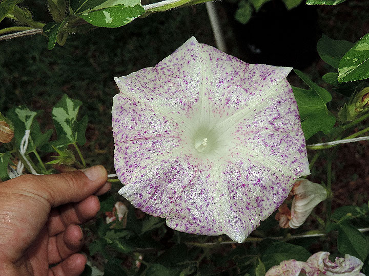 DSCN1137