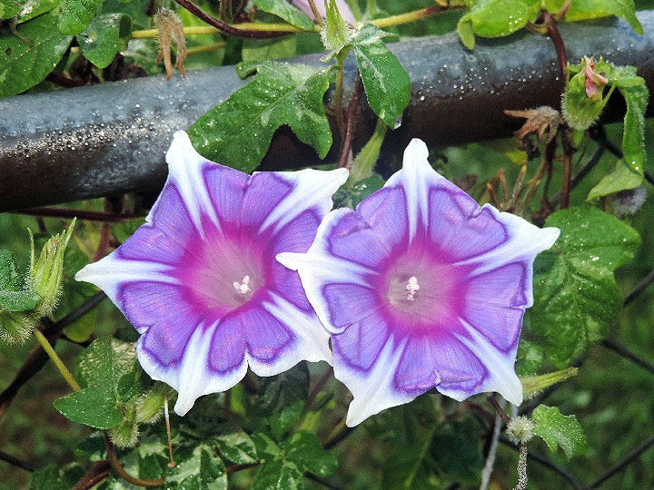 DSCN1371