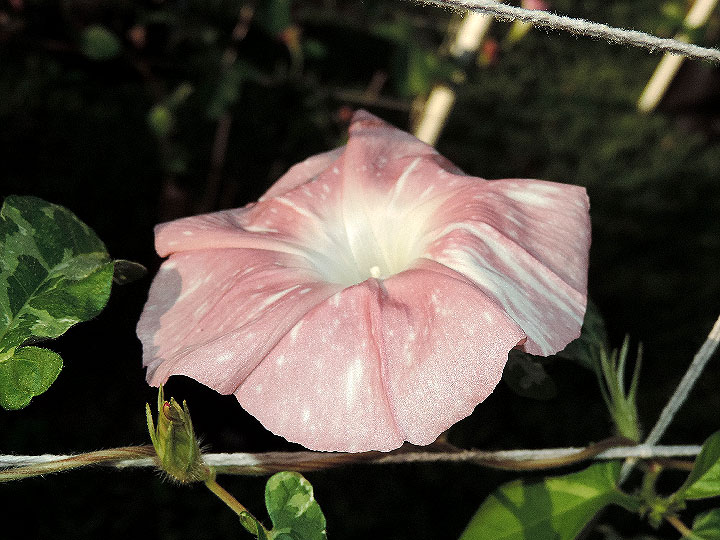 DSCN1450