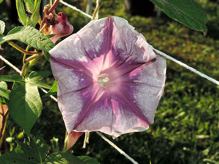 DSCN1453