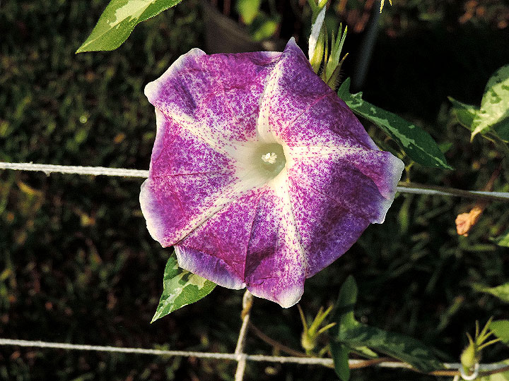 DSCN1464