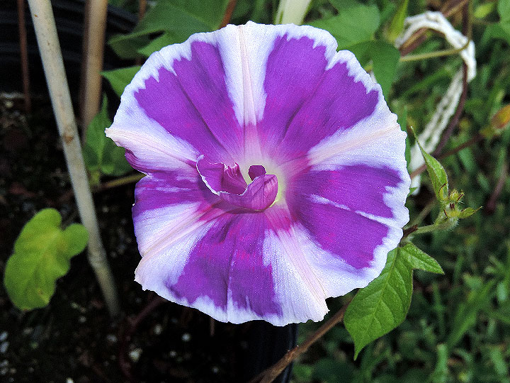 DSCN1491