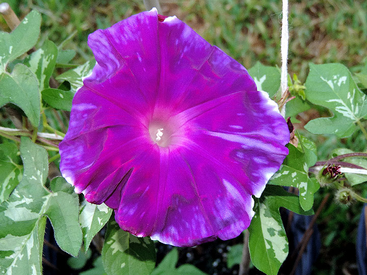 DSCN1532