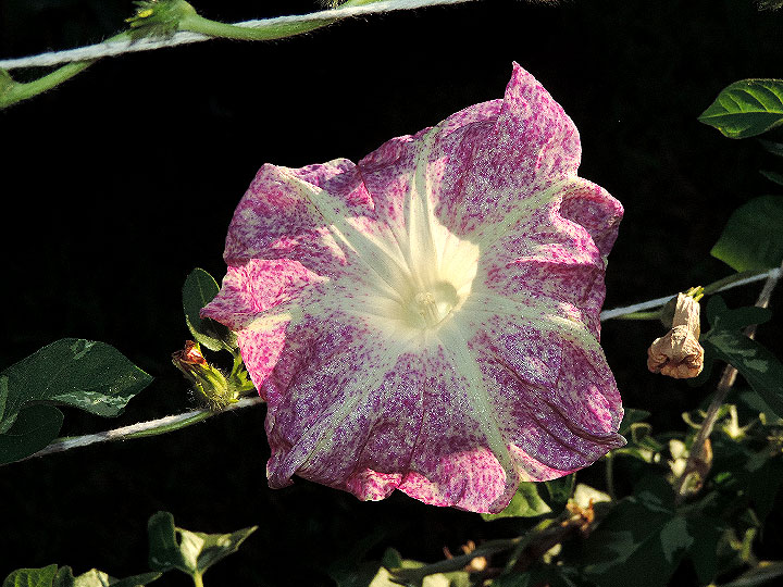 DSCN1544